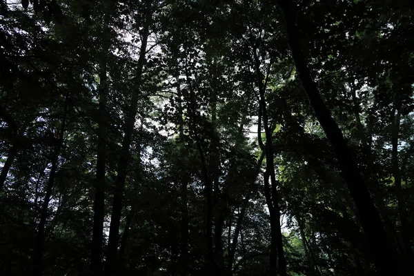 Güneş ışınları yaz yağmur Adam Mickevich Town Sanok, Polonya tarafından adlandırılan parkta sonra ağaçlar ile