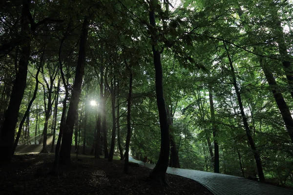 Güneş ışınları yaz yağmur Adam Mickevich Town Sanok, Polonya tarafından adlandırılan parkta sonra ağaçlar ile