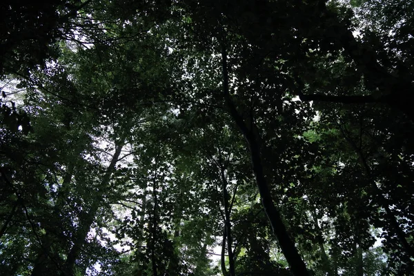 Güneş ışınları yaz yağmur Adam Mickevich Town Sanok, Polonya tarafından adlandırılan parkta sonra ağaçlar ile