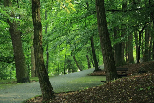 サノク ポーランドの町でアダム Mickevich によって指定された公園の夏の雨の後の木を通して太陽光線 — ストック写真