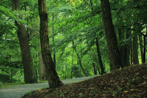 Güneş ışınları yaz yağmur Adam Mickevich Town Sanok, Polonya tarafından adlandırılan parkta sonra ağaçlar ile