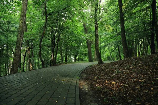 Güneş ışınları yaz yağmur Adam Mickevich Town Sanok, Polonya tarafından adlandırılan parkta sonra ağaçlar ile