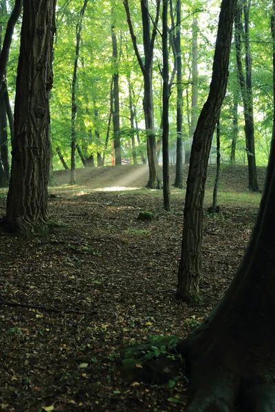 Sun rays through trees after summer rain in the park named by Adam Mickevich in town Sanok, Poland