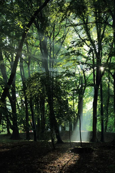 Güneş ışınları yaz yağmur Adam Mickevich Town Sanok, Polonya tarafından adlandırılan parkta sonra ağaçlar ile
