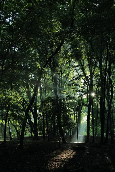 Güneş ışınları yaz yağmur Adam Mickevich Town Sanok, Polonya tarafından adlandırılan parkta sonra ağaçlar ile