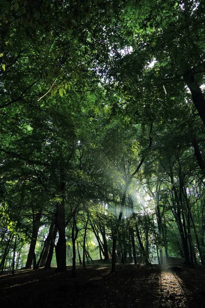 Sun Rays Trees Summer Rain Park Named Adam Mickevich Town — Stock Photo, Image