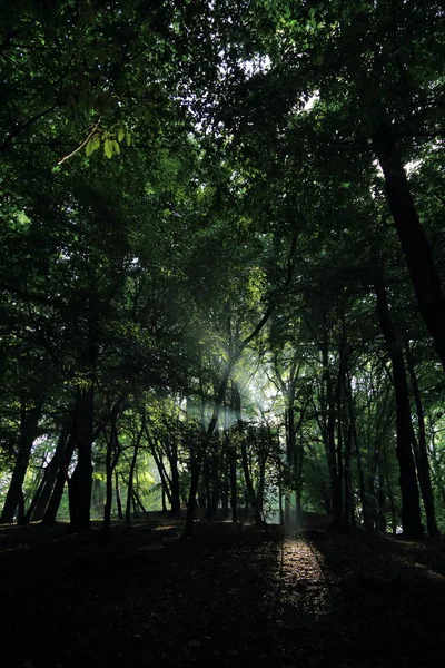 Sun Rays Trees Summer Rain Park Named Adam Mickevich Town — Stock Photo, Image