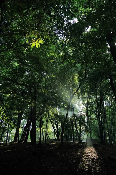 Güneş ışınları yaz yağmur Adam Mickevich Town Sanok, Polonya tarafından adlandırılan parkta sonra ağaçlar ile