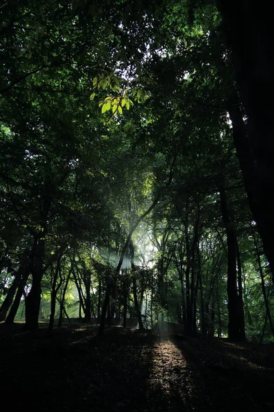 Sun Rays Trees Summer Rain Park Named Adam Mickevich Town — Stock Photo, Image