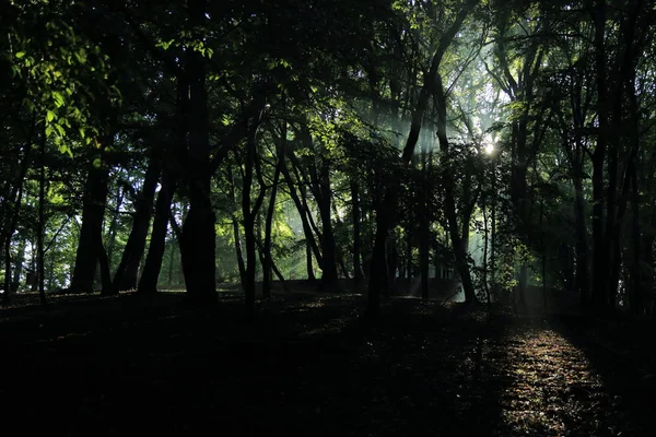 Güneş ışınları yaz yağmur Adam Mickevich Town Sanok, Polonya tarafından adlandırılan parkta sonra ağaçlar ile