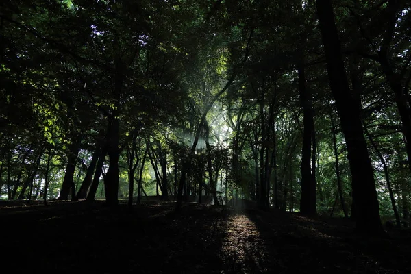 Güneş ışınları yaz yağmur Adam Mickevich Town Sanok, Polonya tarafından adlandırılan parkta sonra ağaçlar ile