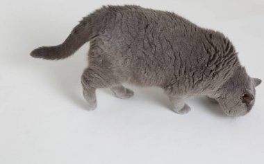 Studio komik İngiliz kedi