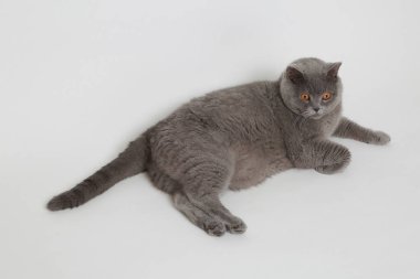 Studio komik İngiliz kedi