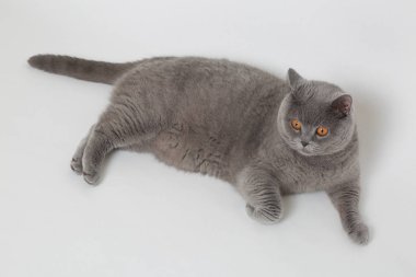 Studio komik İngiliz kedi