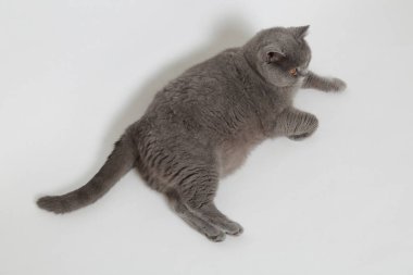 Studio komik İngiliz kedi