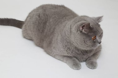 Studio komik İngiliz kedi