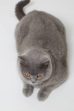 Studio komik İngiliz kedi