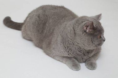 Studio komik İngiliz kedi