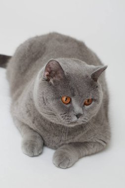 Studio komik İngiliz kedi