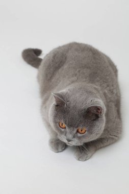 Studio komik İngiliz kedi