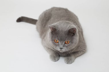 Studio komik İngiliz kedi