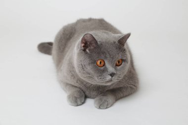 Studio komik İngiliz kedi