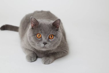 Studio komik İngiliz kedi