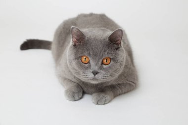 Studio komik İngiliz kedi