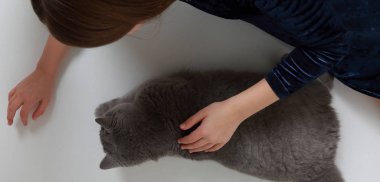 Güzel beyaz küçük kız ve Studio İngiliz kedi