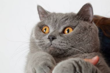 Çok güzel Gri kedi