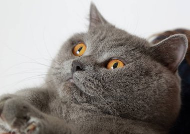 Studio komik İngiliz kedi