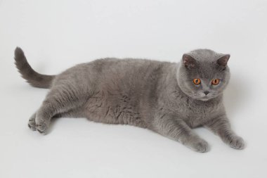 Çok güzel Gri kedi