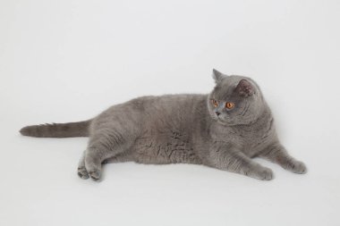 Çok güzel Gri kedi