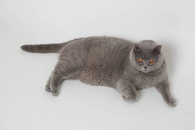 Çok güzel Gri kedi