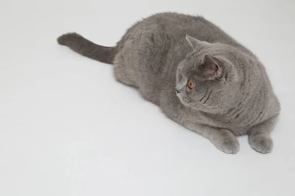 Gato Britânico Engraçado Estúdio — Fotografia de Stock