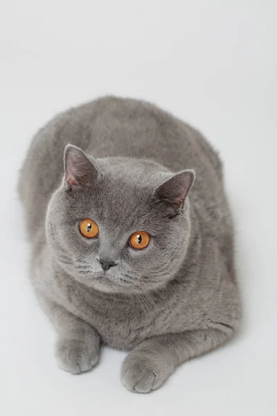 Смішні Кішки Британські Студії — стокове фото