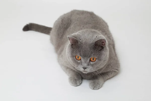 Divertente Gatto Britannico Studio — Foto Stock