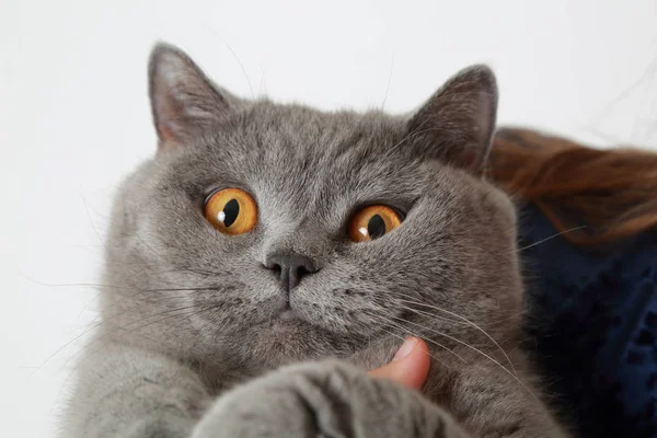 Adorable grey cat — Stock Photo, Image