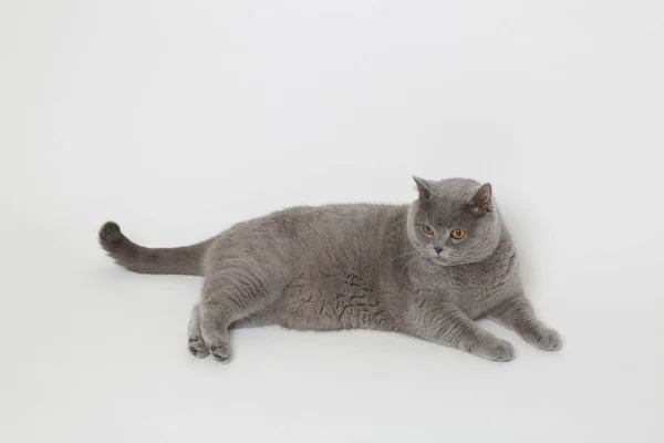 Очаровательная серая кошка — стоковое фото