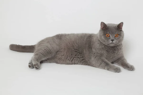 Adorable grey cat — Stock Photo, Image