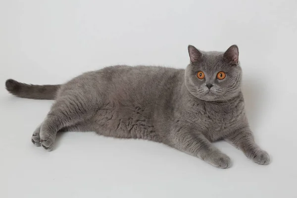 Adorable grey cat — Stock Photo, Image