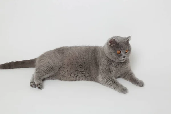 Entzückende graue Katze — Stockfoto