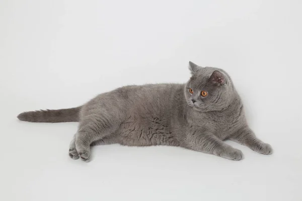 Entzückende graue Katze — Stockfoto