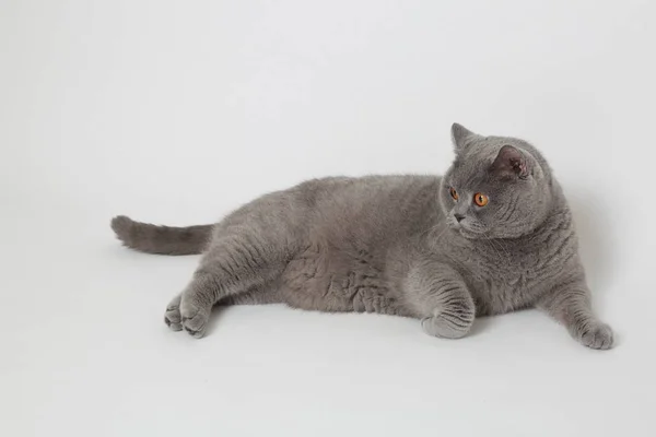 Adorable grey cat — Stock Photo, Image