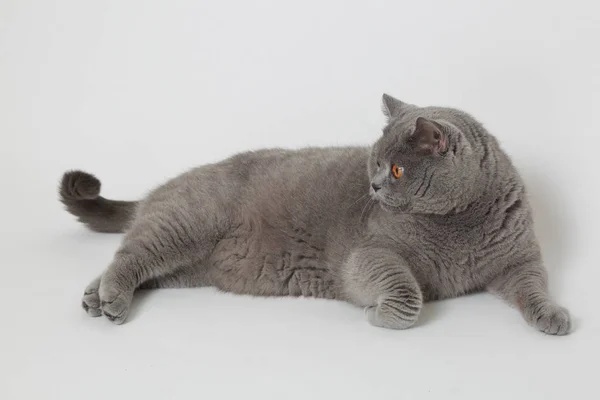 Adorable grey cat — Stock Photo, Image