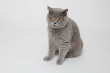 Studio komik İngiliz kedi