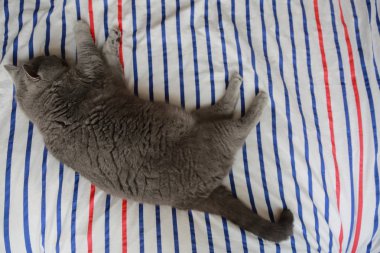 İngiliz kedi dinlenme ve n gün ışığı rahatla. Seçilen odak