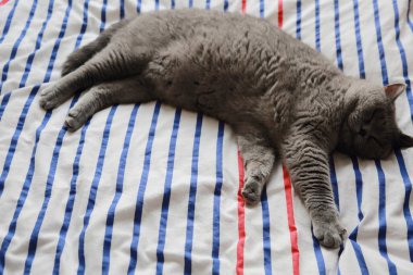 İngiliz kedi dinlenme ve n gün ışığı rahatla. Seçilen odak