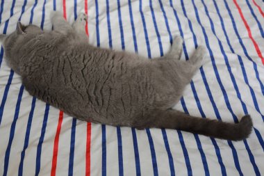 İngiliz kedi dinlenme ve n gün ışığı rahatla. Seçilen odak