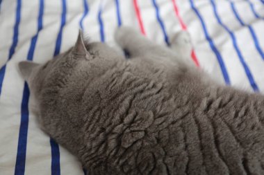 İngiliz kedi dinlenme ve n gün ışığı rahatla. Seçilen odak